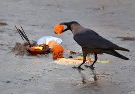 कागलाई पूजा गरि काग तिहार&nbsp;मनाइँदै