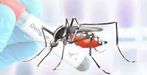 डेङ्गीका बिरामी छ हजार तीन सय ४७&nbsp;पुगे